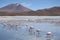 Flamingos in Lagoon Hedionda, Bolivia, Atacama desert