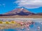 Flamingos at lagoon, Salar de Uyuni, Bolivia