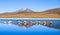 Flamingos on Laguna Celeste, Bolivia