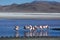 Flamingos at Laguna Colorada. Eduardo Avaroa Andean Fauna National Reserve. Bolivia