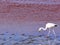 Flamingos in the Laguna Colorada Red Lagoon