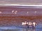 Flamingos in the Laguna Colorada Red Lagoon Eduardo Avaroa Andean Fauna National Reserve