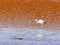 Flamingos in the Laguna Colorada Red Lagoon Eduardo Avaroa Andean Fauna National Reserve