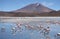 Flamingos in Laguna Hedionda, Bolivia, Atacama desert