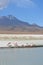 Flamingos on Laguna Hedionda, in the Reserva Nacional Eduardo Avaroa, Bolivia