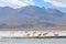 Flamingos on Laguna Hedionda, in the Reserva Nacional Eduardo Avaroa, Bolivia