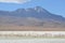 Flamingos on Laguna Hedionda, in the Reserva Nacional Eduardo Avaroa, Bolivia