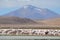 Flamingos on Laguna Hedionda, in the Reserva Nacional Eduardo Avaroa, Bolivia