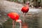 Flamingos on Lake