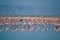 Flamingos on lake Natron