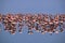 Flamingos on lake Natron