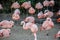 flamingos on the lake shore