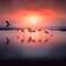 flamingos in a lake at sunrise