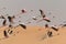 Flamingos at lakes in the dunes, Walvis Bay, Namibia, Africa