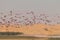 Flamingos at lakes in the dunes, Walvis Bay, Namibia, Africa