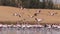 Flamingos at lakes in the dunes, Walvis Bay, Namibia, Africa