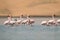 Flamingos at lakes in the dunes, Walvis Bay, Namibia, Africa