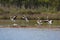 Flamingos landing on pond