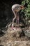 Flamingos with long legs