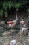 Flamingos with long legs