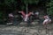 Flamingos with long legs