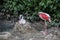 Flamingos with long legs