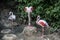 Flamingos with long legs