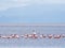 Flamingos in Manyara Lake, Tanzania