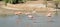 Flamingos marching across mud flats