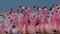 Flamingos marching on a mountain lake