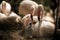Flamingos Mother& x27;s relationship to the new born baby flamingo by