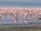 Flamingos Nakuru Lake