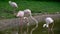 Flamingos near lake walking large flock. Many birds. Pink Flamingo in the Park