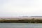 Flamingos near Le Grau-du-Roi, Camargue, France