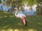 Flamingos Near Water