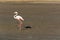 Flamingos in the ocean near swakopmund.