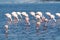 Flamingos in the ocean near swakopmund.