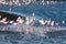 Flamingos in the ocean near swakopmund.