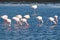 Flamingos in the ocean near swakopmund.
