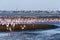 Flamingos in the ocean near swakopmund.