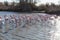 Flamingos in the ornithological park of the bridge of Gau near the pond of Gines with Saintes Maries of the Sea in Camargue in Bou