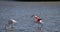 Flamingos in the ornithological park of the bridge of Gau near the pond of Gines with Saintes Maries of the Sea in Camargue in Bou