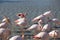 Flamingos in the ornithological park of the bridge of Gau near the pond of Gines with Saintes Maries of the Sea in Camargue in Bou