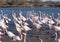 Flamingos in the ornithological park of the bridge of Gau near the pond of Gines with Saintes Maries of the Sea in Camargue in Bou