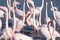 Flamingos in the ornithological park of the bridge of Gau near the pond of Gines with Saintes Maries of the Sea in Camargue in Bou
