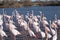 Flamingos in the ornithological park of the bridge of Gau near the pond of Gines with Saintes Maries of the Sea in Camargue in Bou