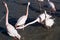 Flamingos in the ornithological park of the bridge of Gau near the pond of Gines with Saintes Maries of the Sea in Camargue in Bou