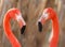 Flamingos pair