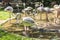 Flamingos, Parque das Aves, Foz do Iguacu, Brazil.