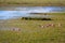 Flamingos in patagonian landscape, patagonia